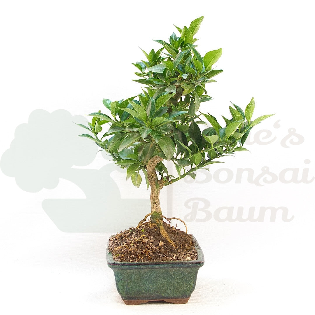 Bitterorange 'Citrus myrtifolia'