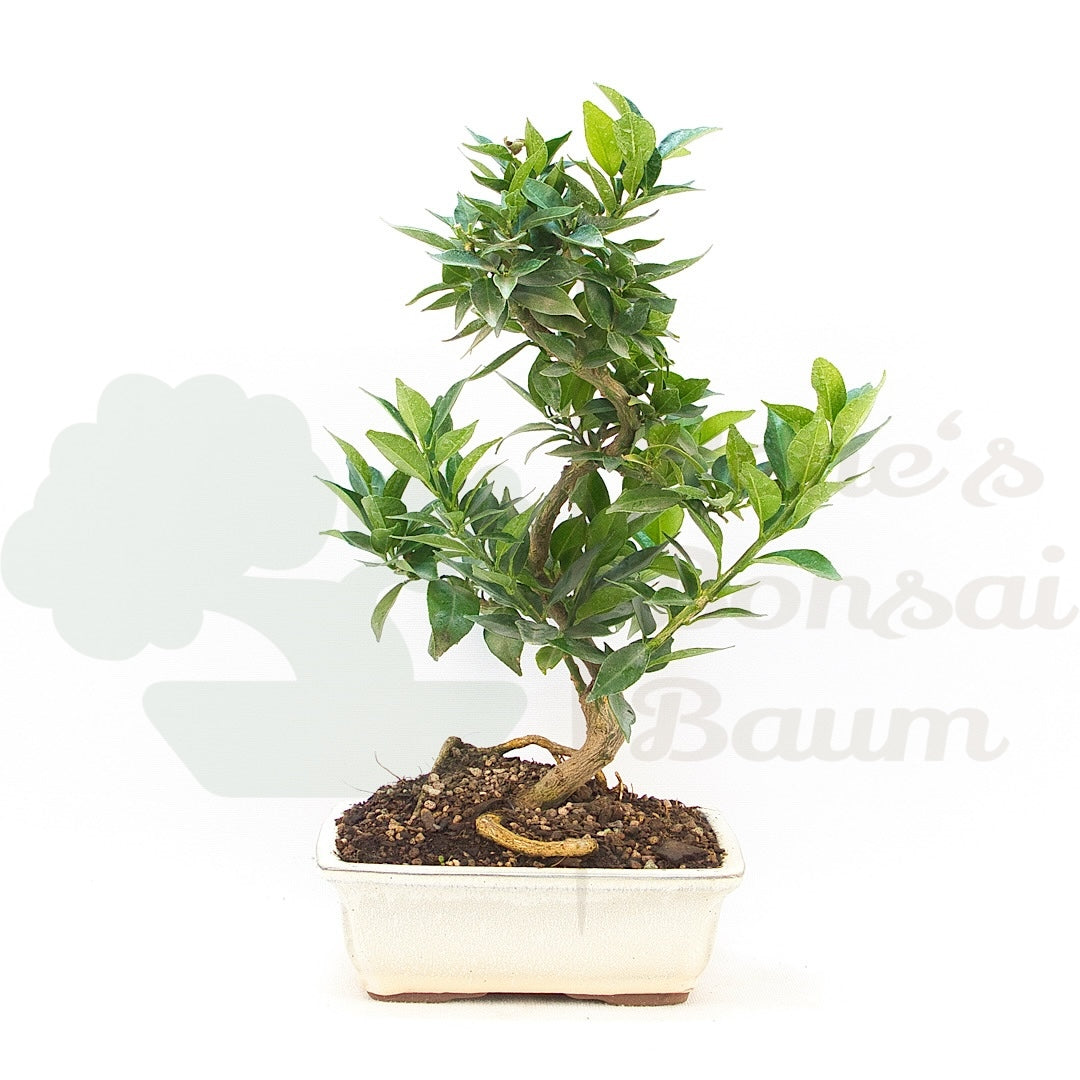 Bitterorange 'Citrus myrtifolia'