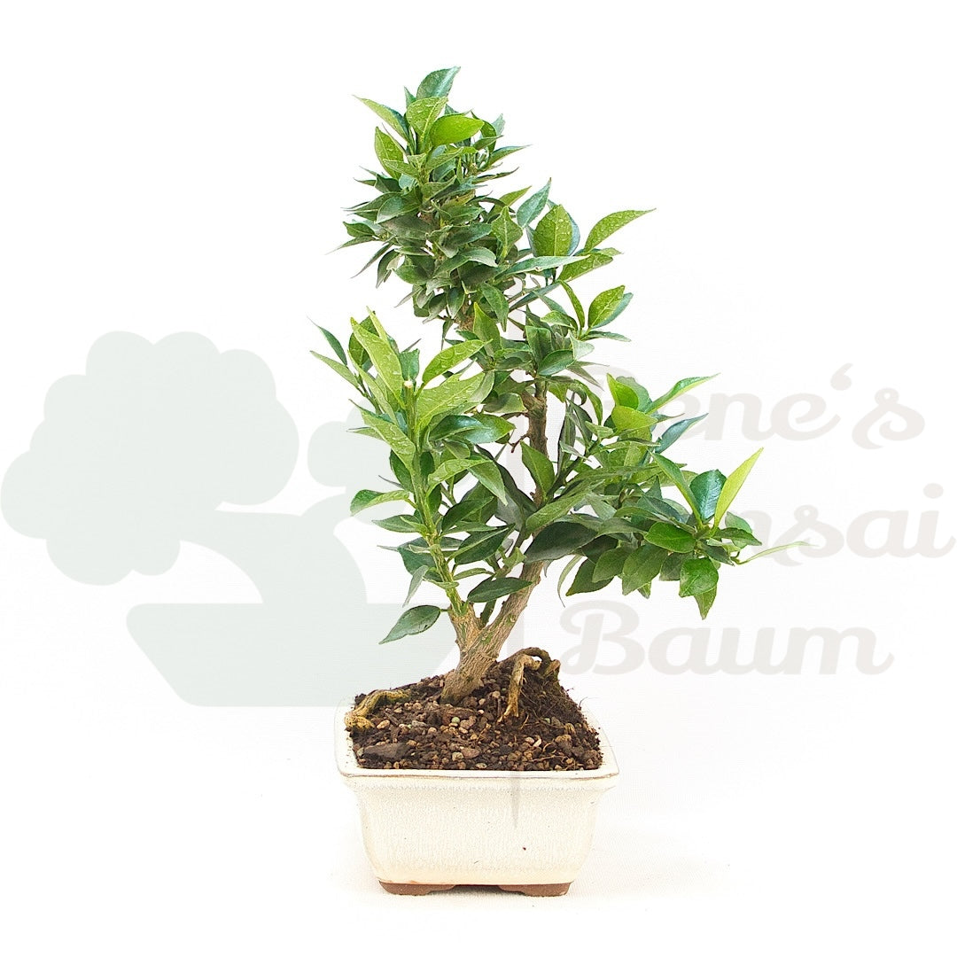 Bitterorange 'Citrus myrtifolia'