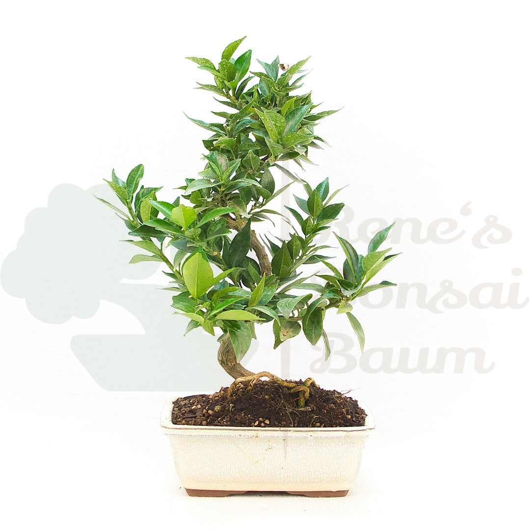 Bitterorange 'Citrus myrtifolia'