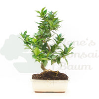 Bitterorange 'Citrus myrtifolia'