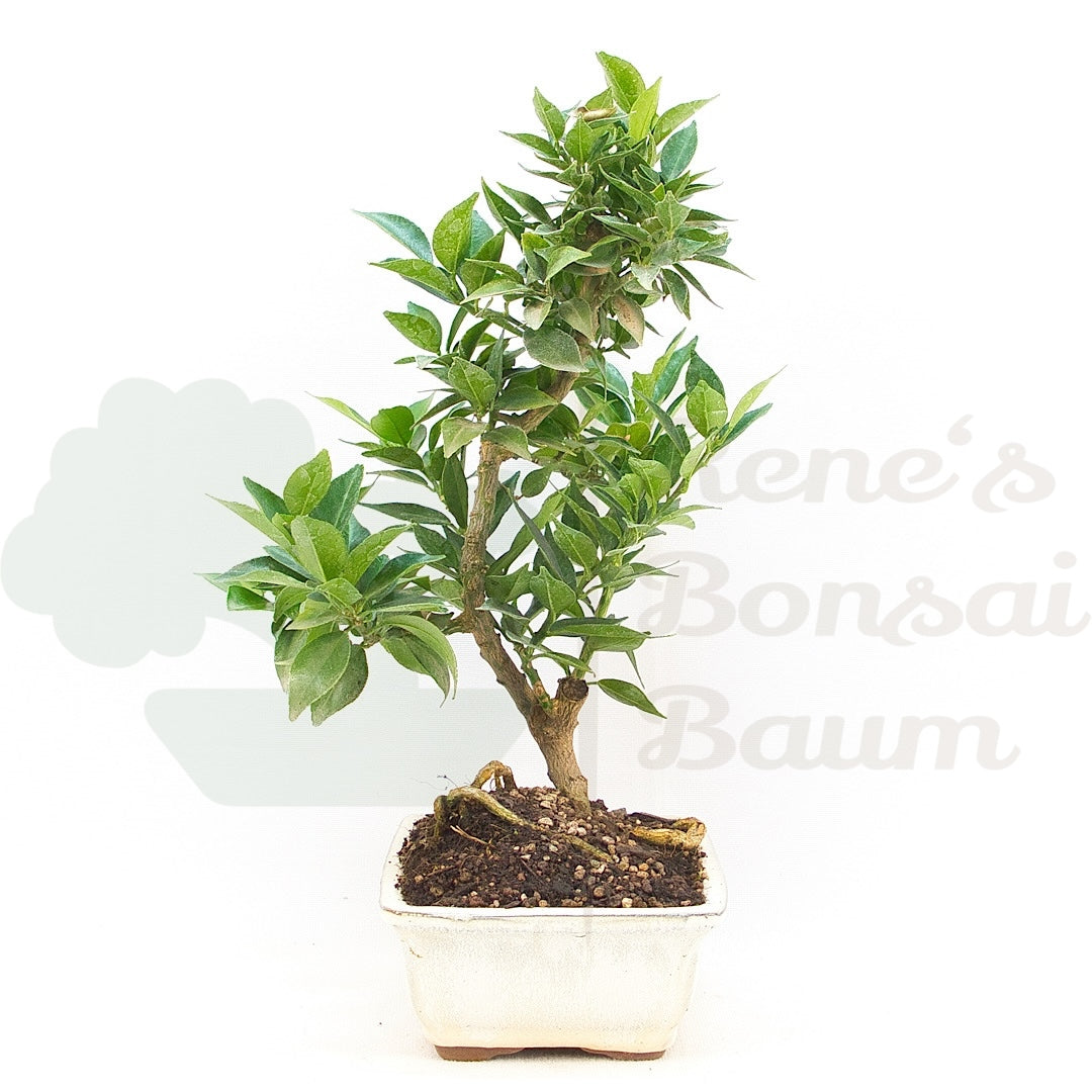 Bitterorange 'Citrus myrtifolia'