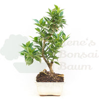 Bitterorange 'Citrus myrtifolia'