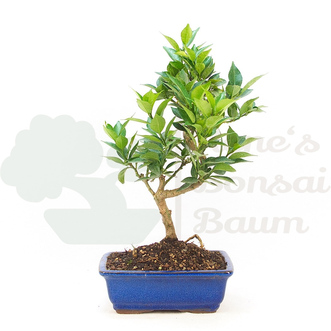 Bitterorange 'Citrus myrtifolia'