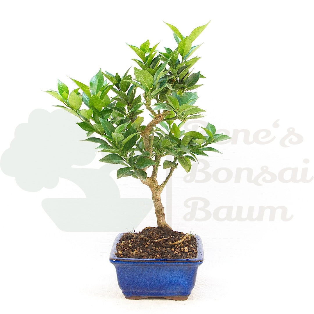 Bitterorange 'Citrus myrtifolia'