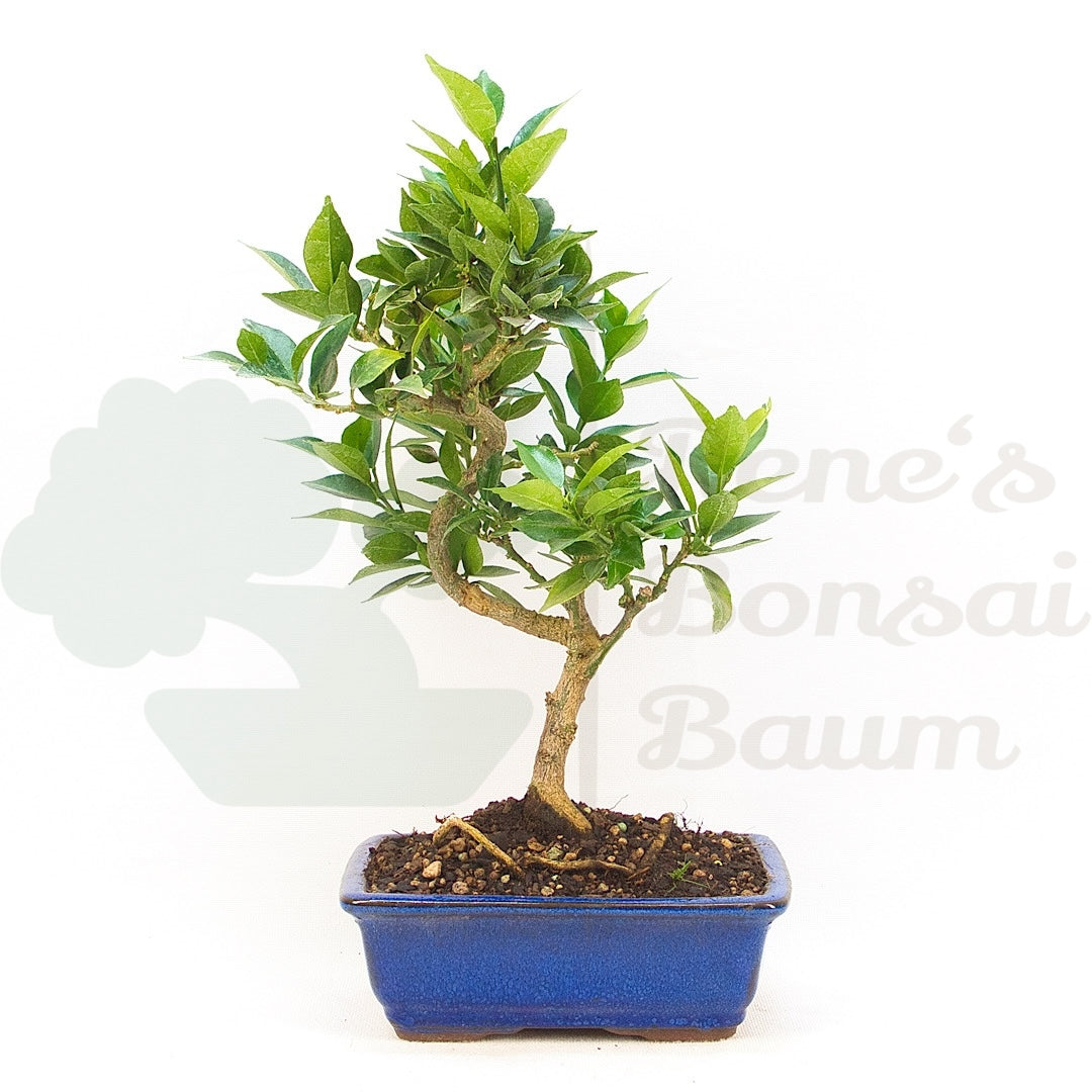 Bitterorange 'Citrus myrtifolia'