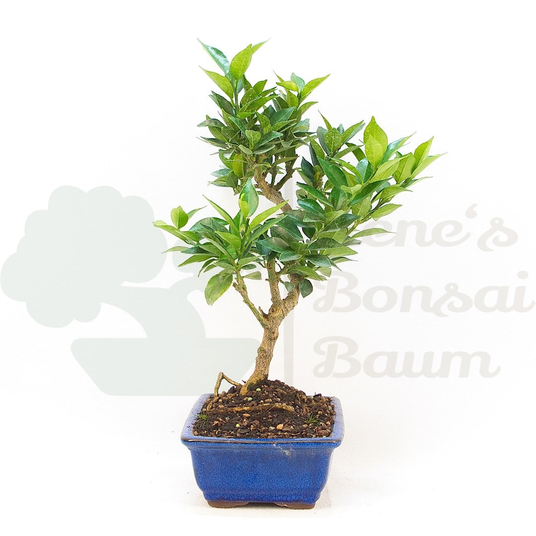 Bitterorange 'Citrus myrtifolia'