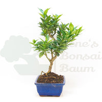 Bitterorange 'Citrus myrtifolia'