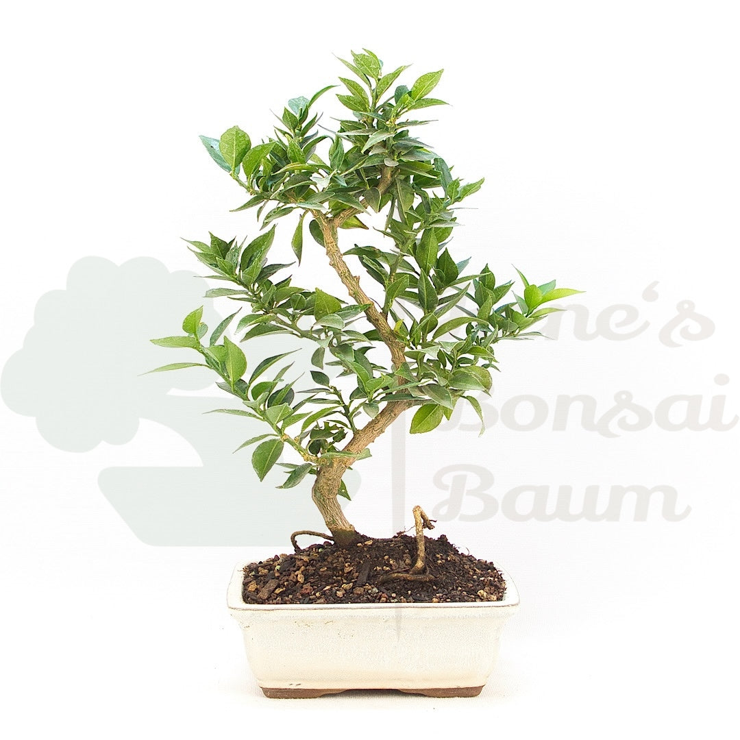 Bitterorange 'Citrus myrtifolia'