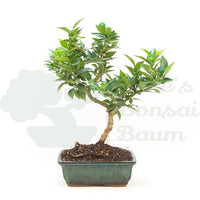 Bitterorange 'Citrus myrtifolia'
