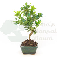 Bitterorange 'Citrus myrtifolia'