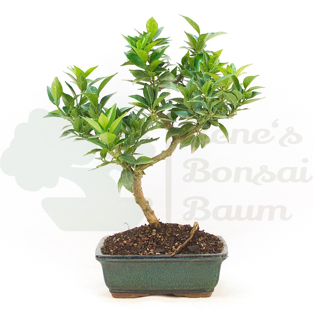 Bitterorange 'Citrus myrtifolia'