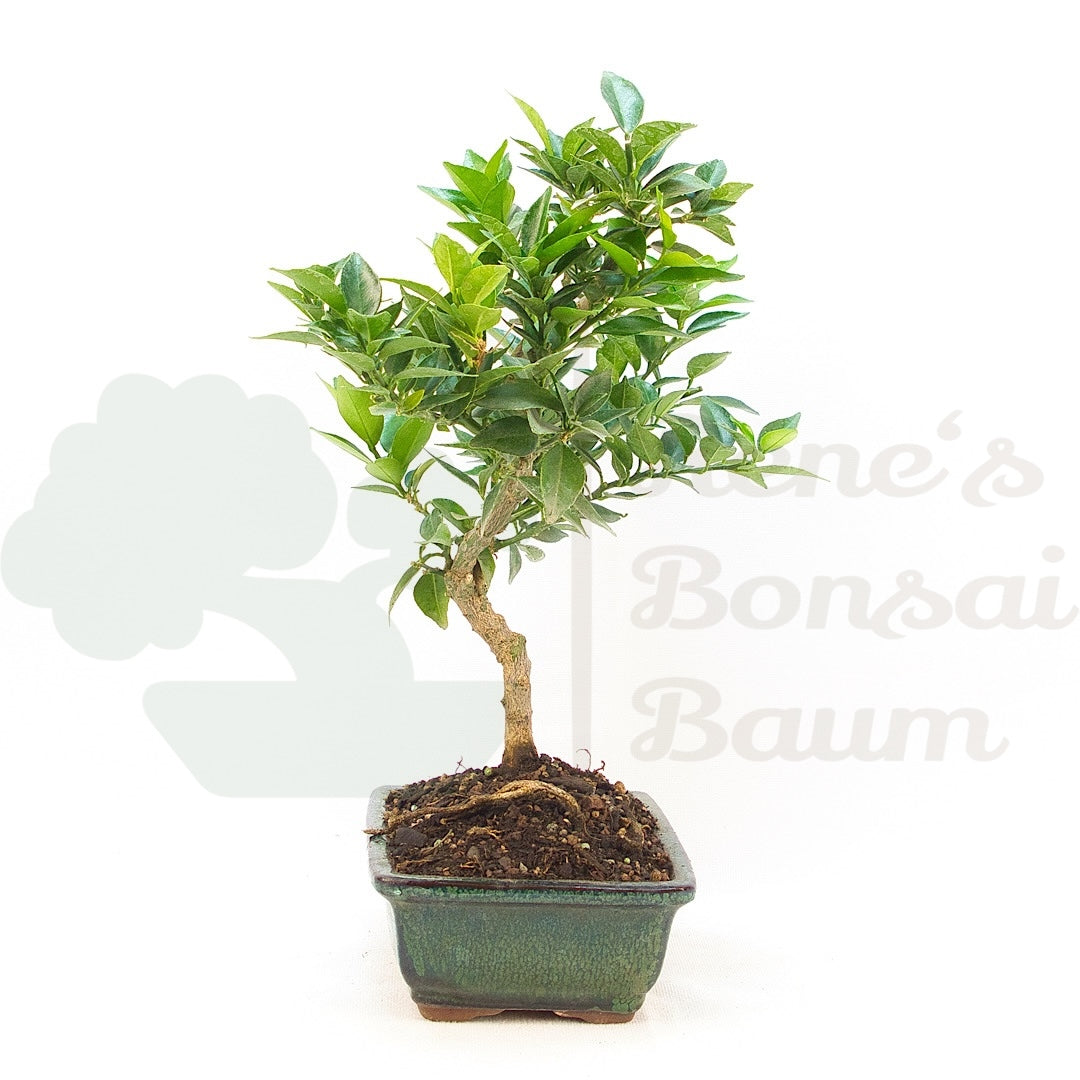 Bitterorange 'Citrus myrtifolia'