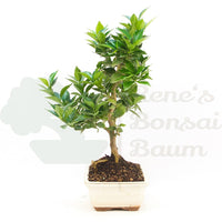 Bitterorange 'Citrus myrtifolia'
