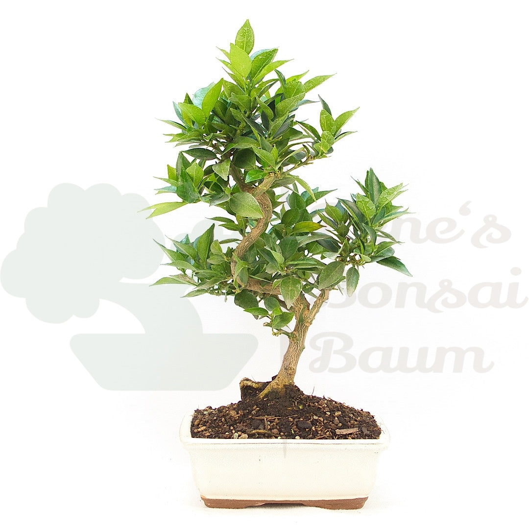 Bitterorange 'Citrus myrtifolia'