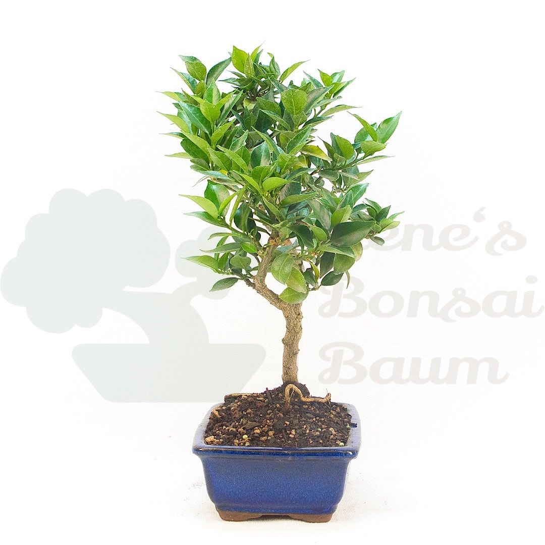 Bitterorange 'Citrus myrtifolia'