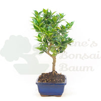 Bitterorange 'Citrus myrtifolia'