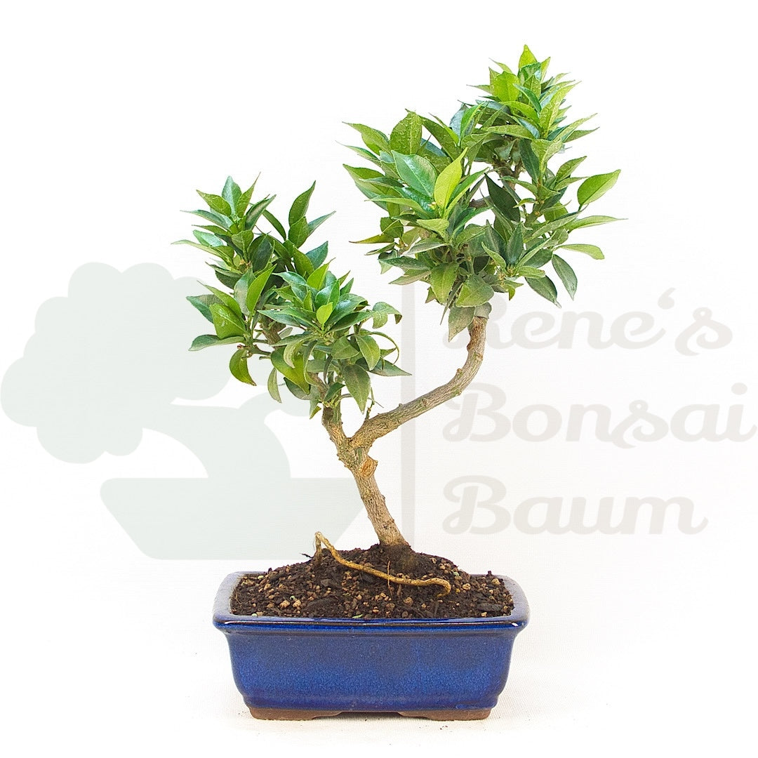 Bitterorange 'Citrus myrtifolia'