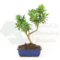 Bitterorange 'Citrus myrtifolia'