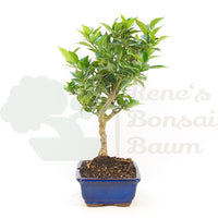 Bitterorange 'Citrus myrtifolia'