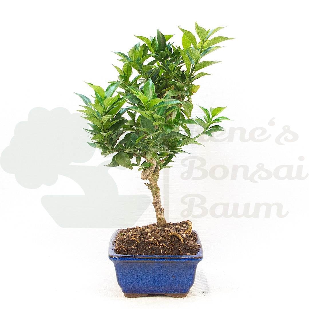 Bitterorange 'Citrus myrtifolia'