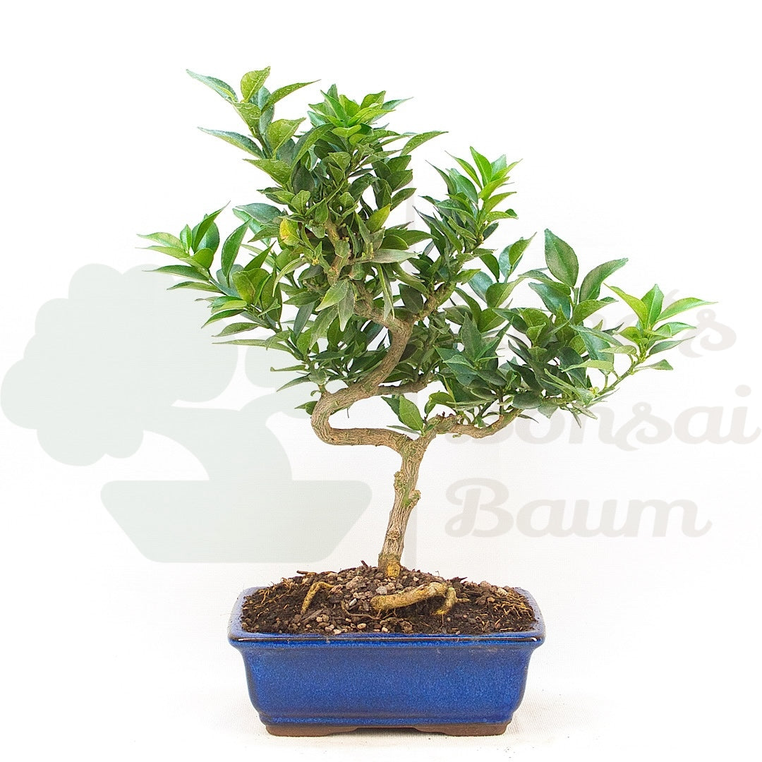 Bitterorange 'Citrus myrtifolia'