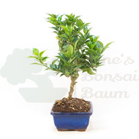 Bitterorange 'Citrus myrtifolia'