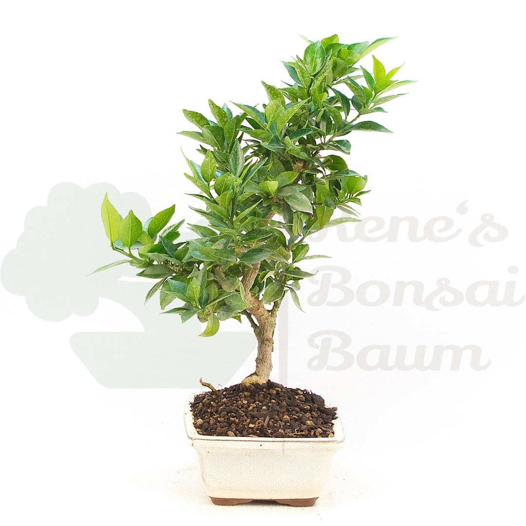 Bitterorange 'Citrus myrtifolia'