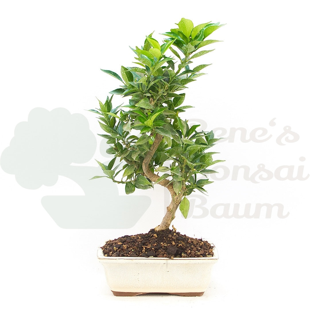Bitterorange 'Citrus myrtifolia'
