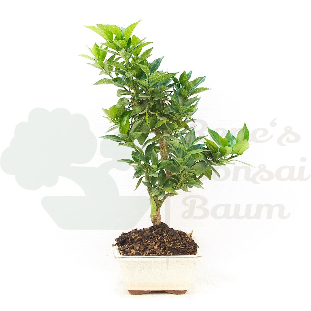 Bitterorange 'Citrus myrtifolia'