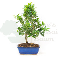 Bitterorange 'Citrus myrtifolia'