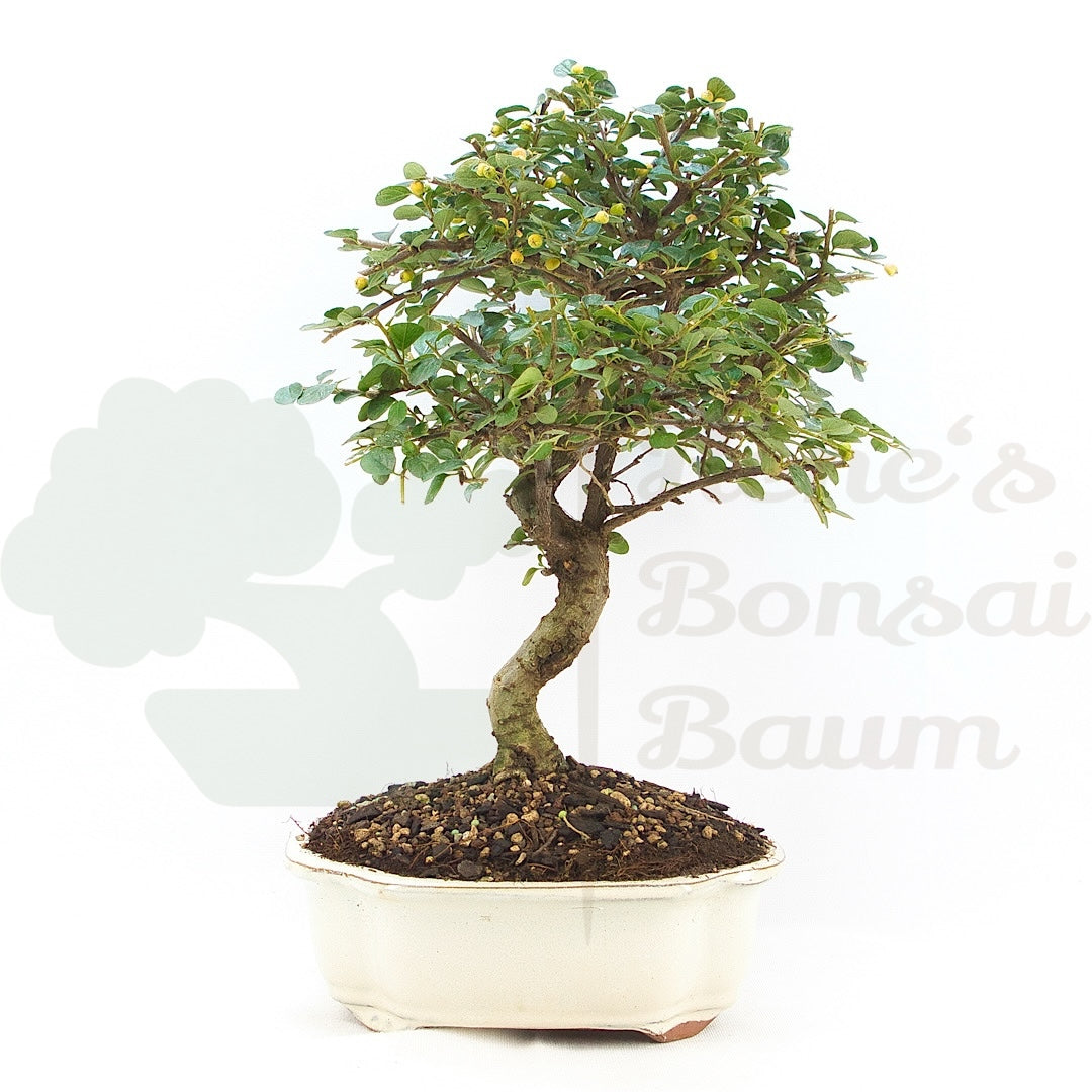 Fächer- Zwergmispel 'Cotoneaster horizontalis'