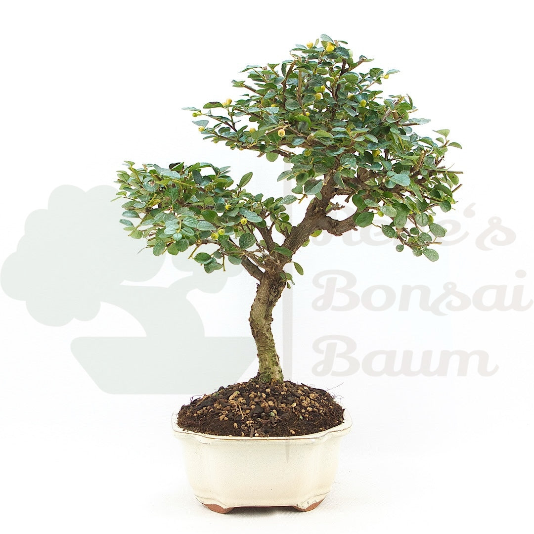 Fächer- Zwergmispel 'Cotoneaster horizontalis'