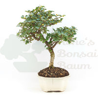 Fächer- Zwergmispel 'Cotoneaster horizontalis'