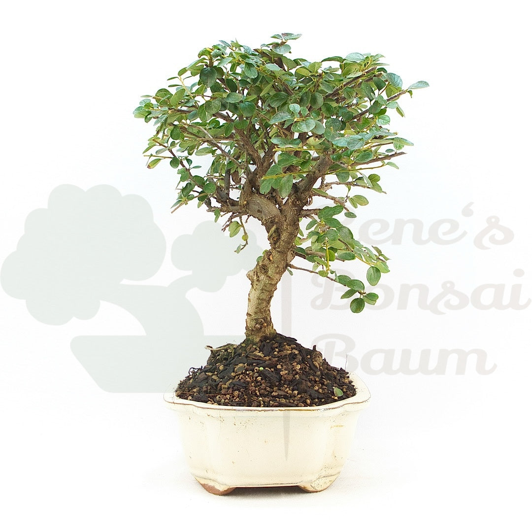 Fächer- Zwergmispel 'Cotoneaster horizontalis'