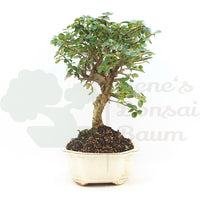 Fächer- Zwergmispel 'Cotoneaster horizontalis'