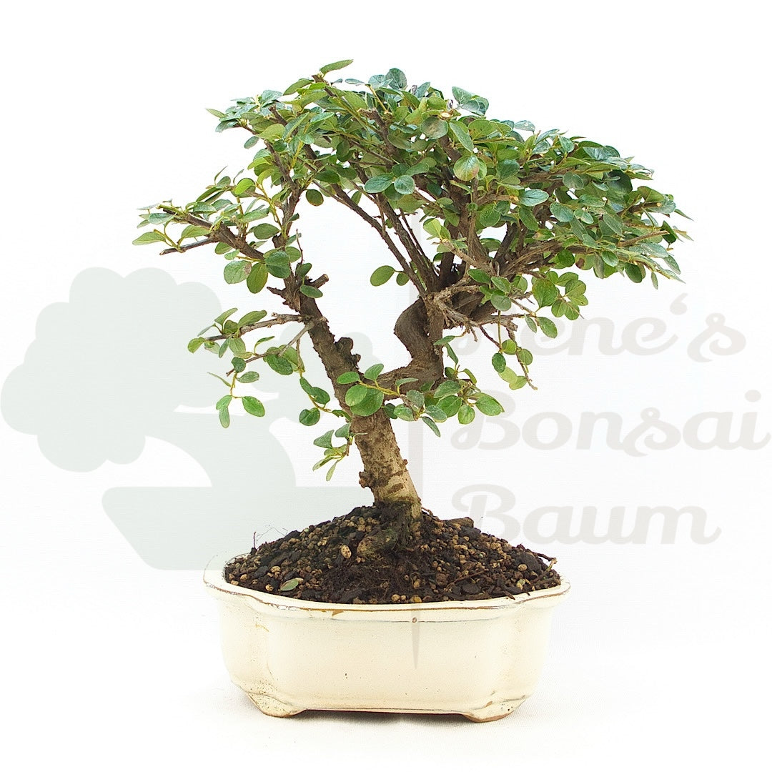 Fächer- Zwergmispel 'Cotoneaster horizontalis'