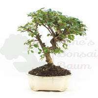 Fächer- Zwergmispel 'Cotoneaster horizontalis'