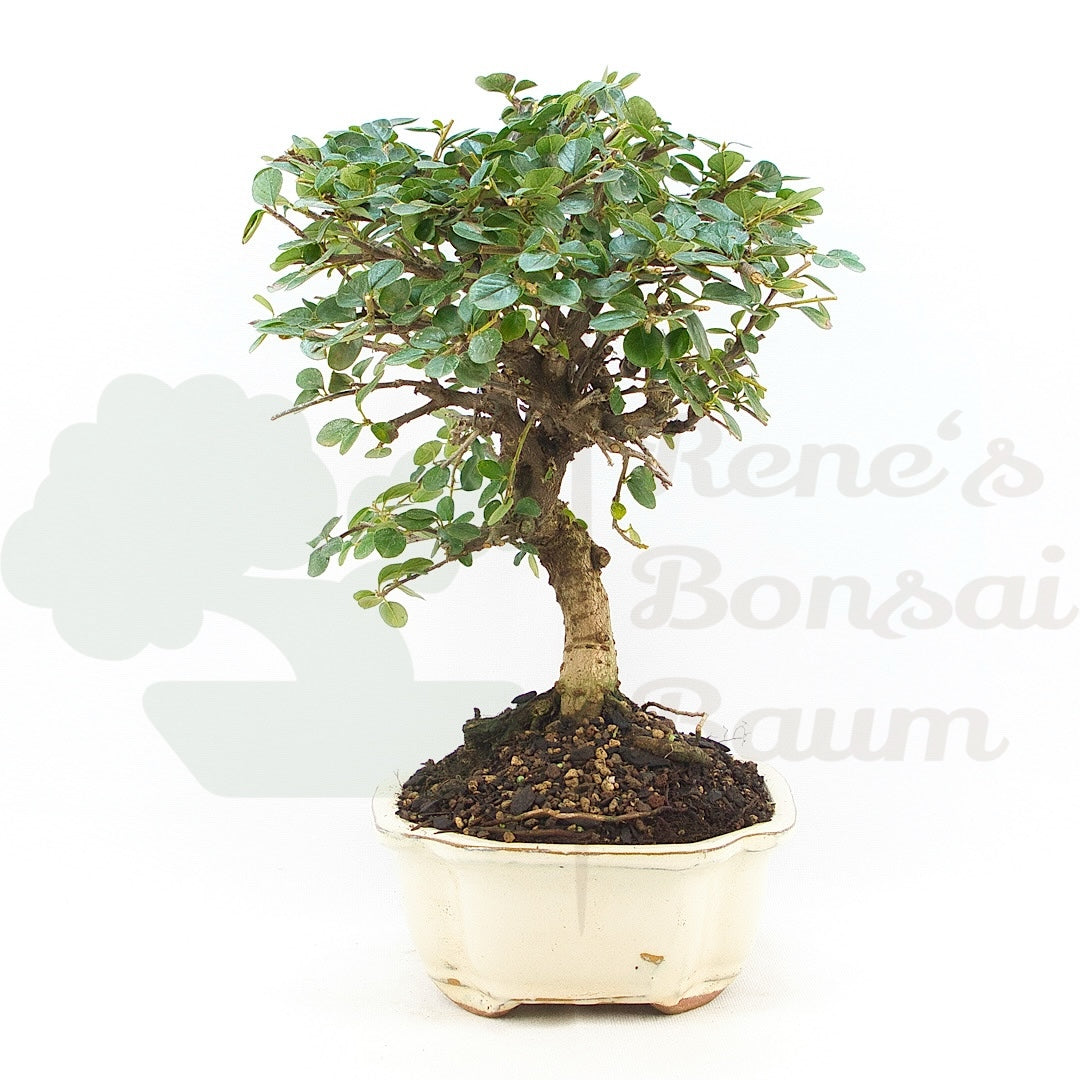 Fächer- Zwergmispel 'Cotoneaster horizontalis'