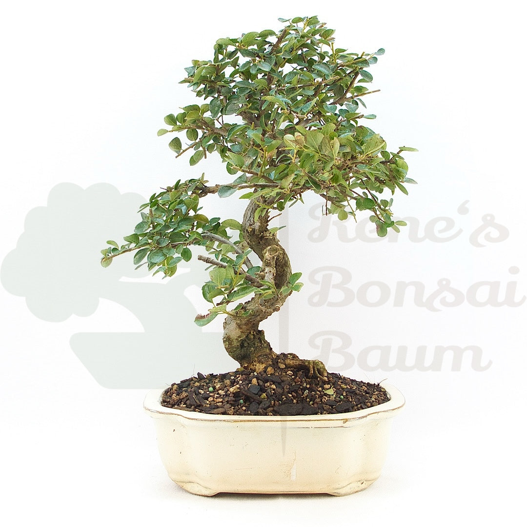 Fächer- Zwergmispel 'Cotoneaster horizontalis'