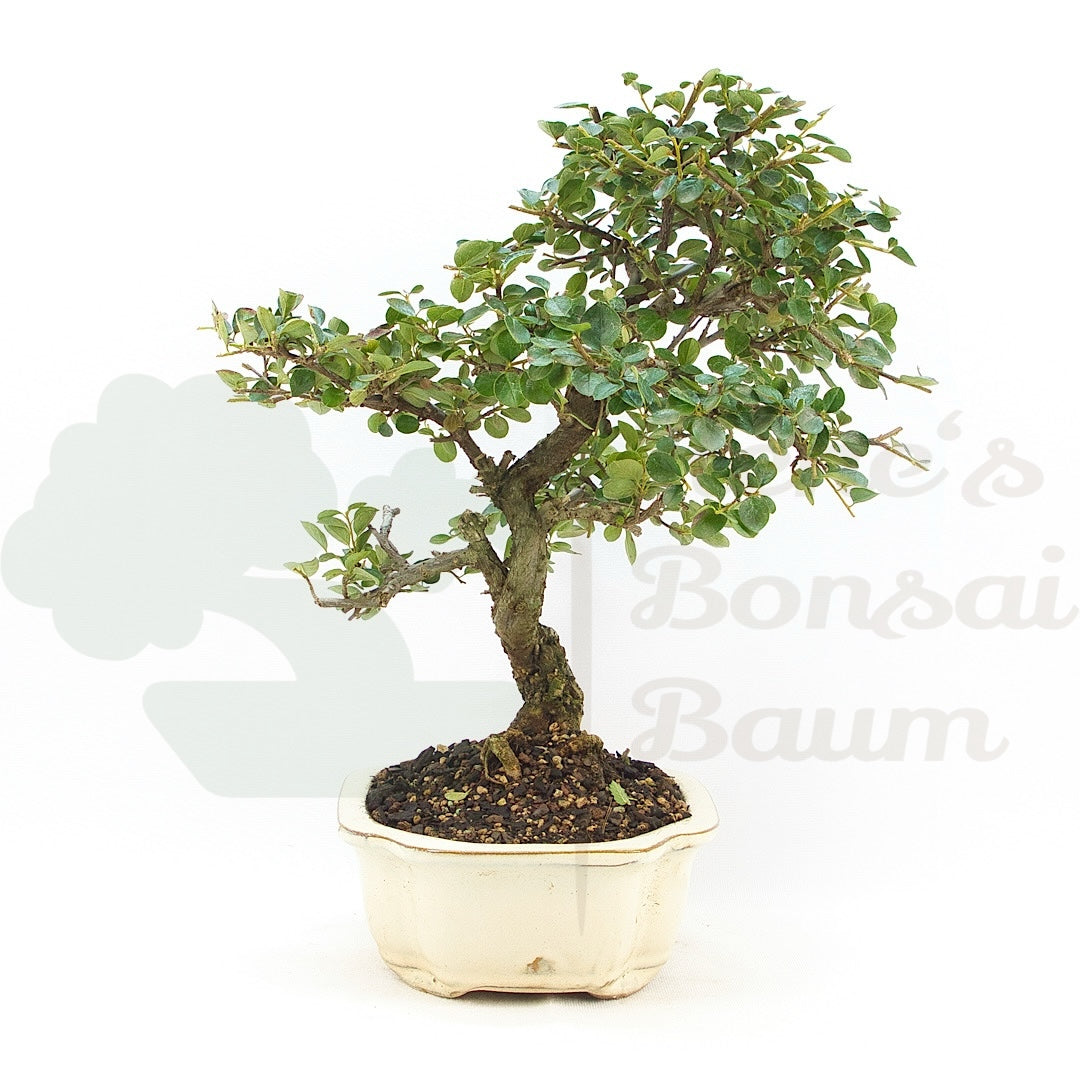 Fächer- Zwergmispel 'Cotoneaster horizontalis'