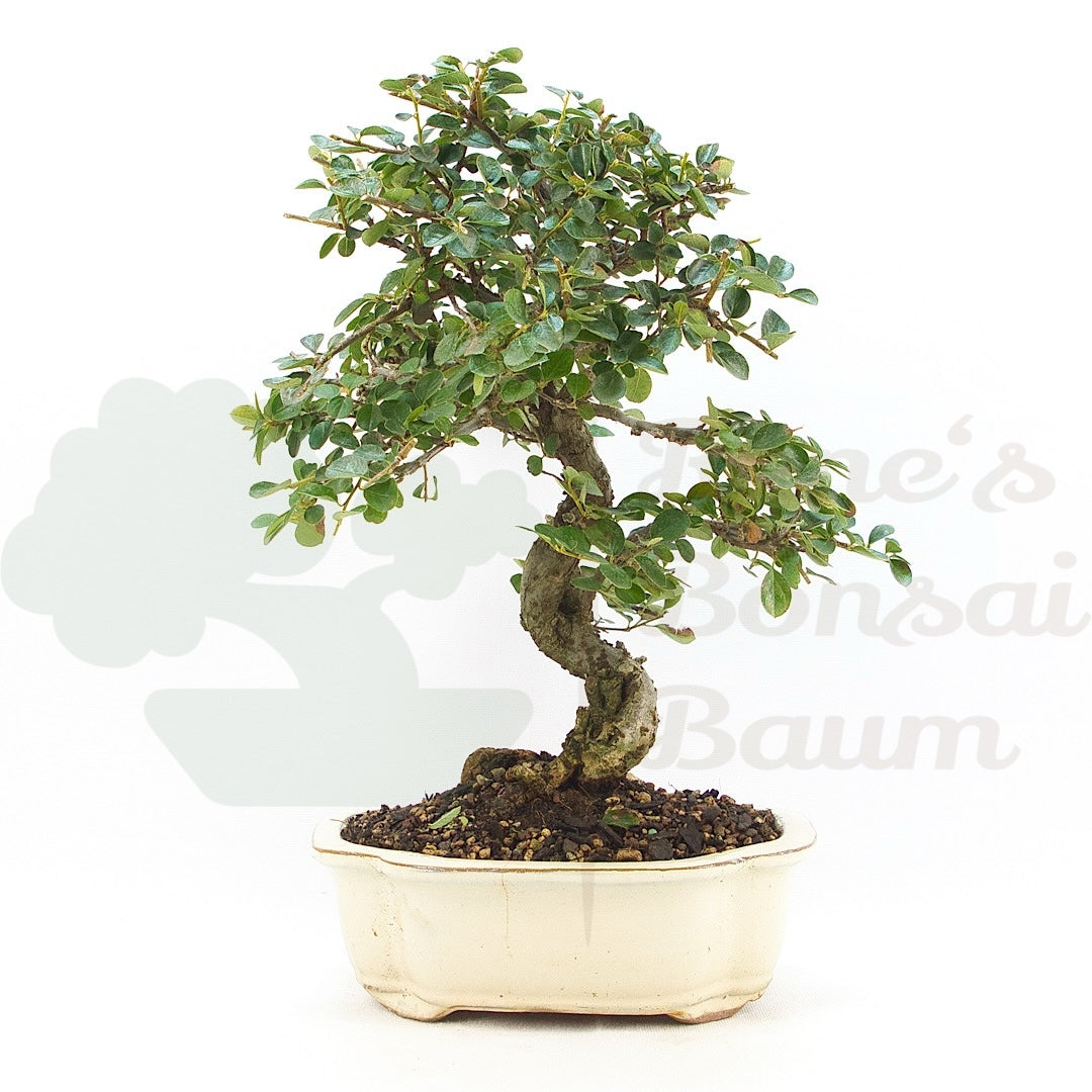 Fächer- Zwergmispel 'Cotoneaster horizontalis'