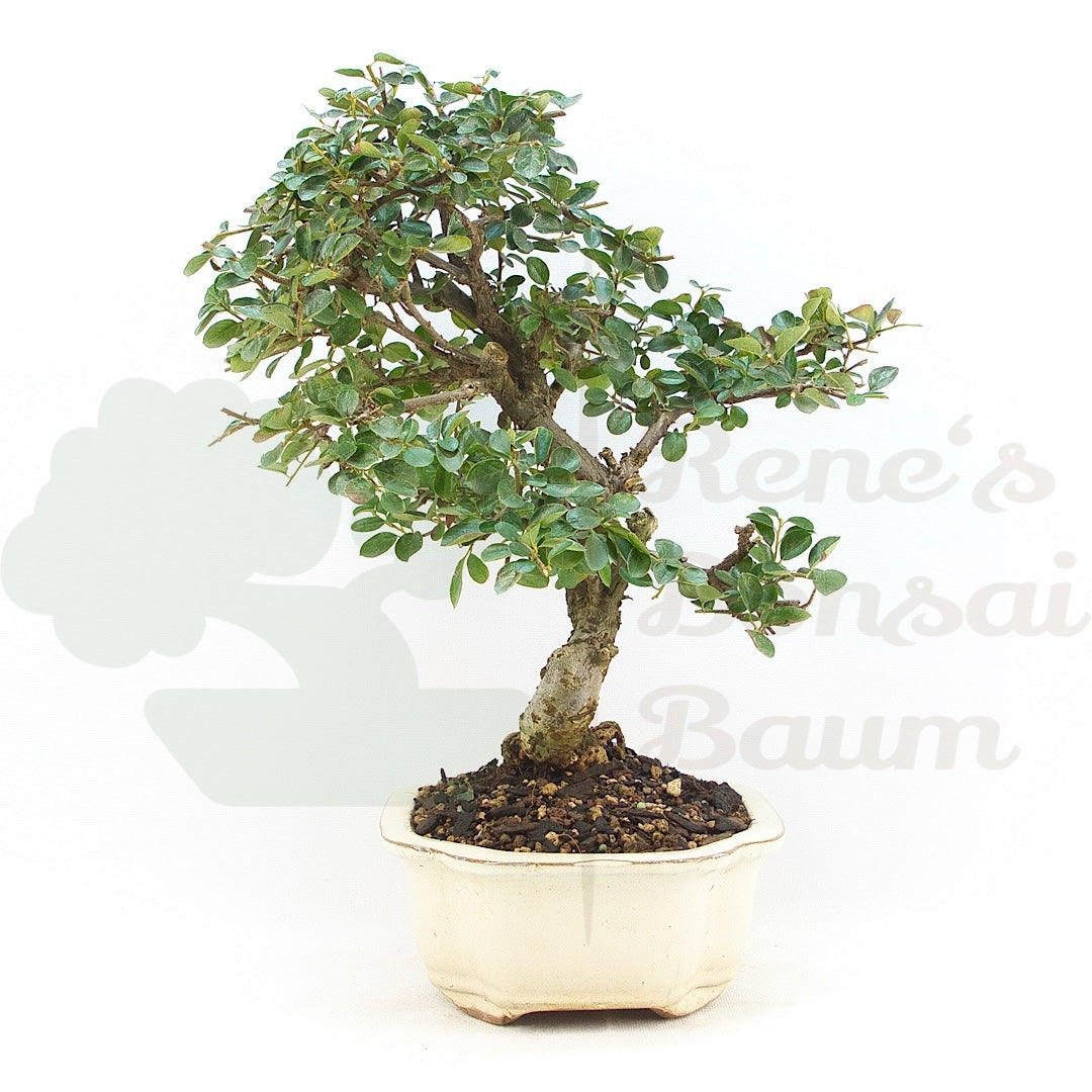 Fächer- Zwergmispel 'Cotoneaster horizontalis'