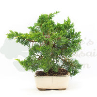 Chinesischer Wacholder 'Juniperus chinensis kyushu'