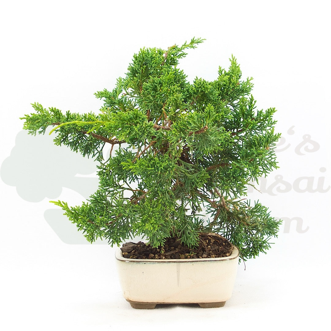 Chinesischer Wacholder 'Juniperus chinensis kyushu'