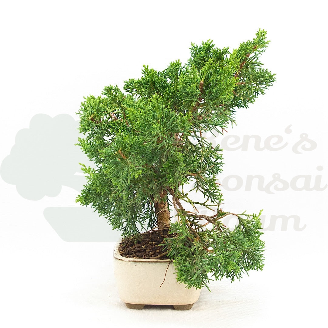 Chinesischer Wacholder 'Juniperus chinensis kyushu'