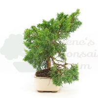 Chinesischer Wacholder 'Juniperus chinensis kyushu'
