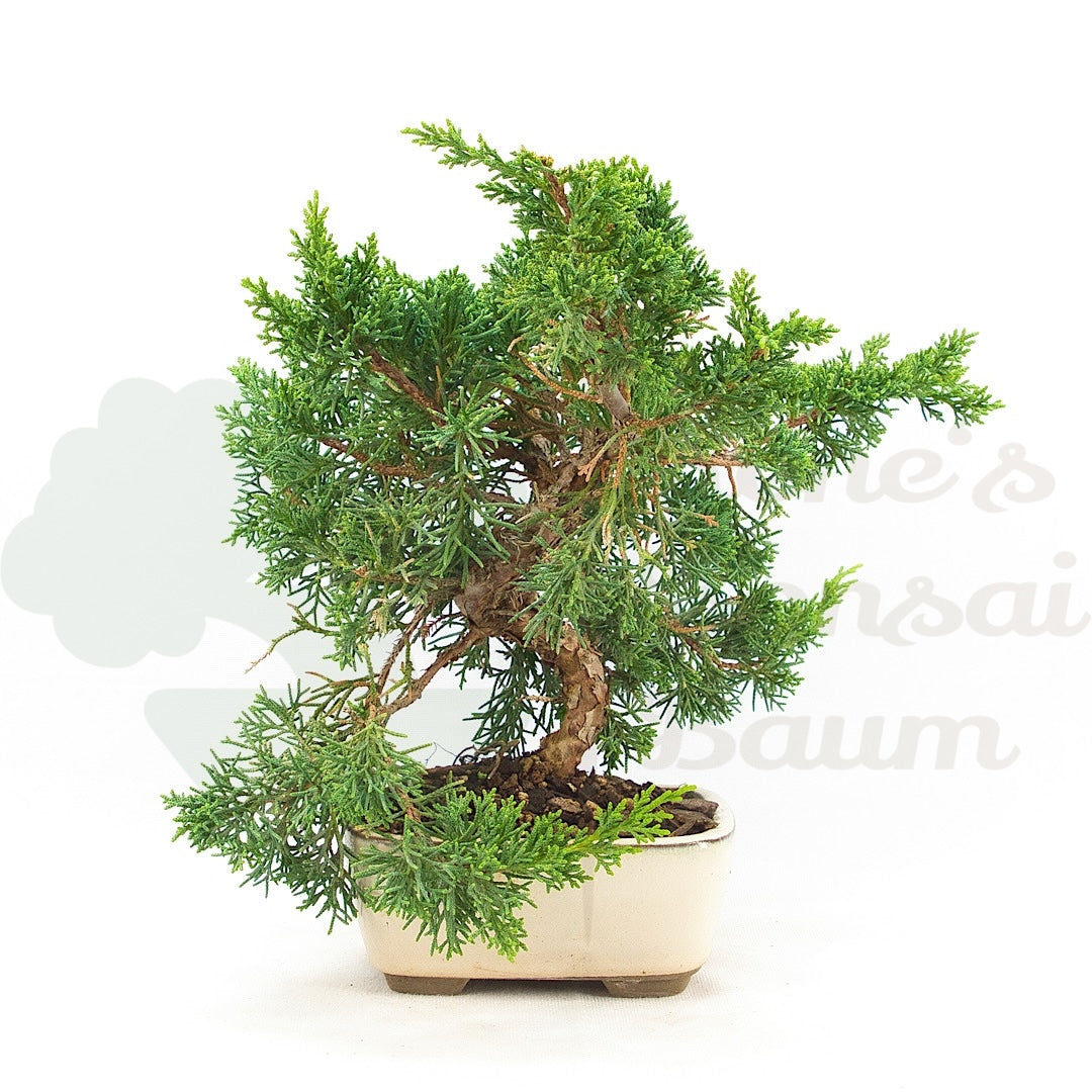 Chinesischer Wacholder 'Juniperus chinensis kyushu'