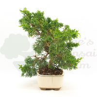 Chinesischer Wacholder 'Juniperus chinensis kyushu'