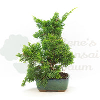 Chinesischer Wacholder 'Juniperus chinensis kyushu'